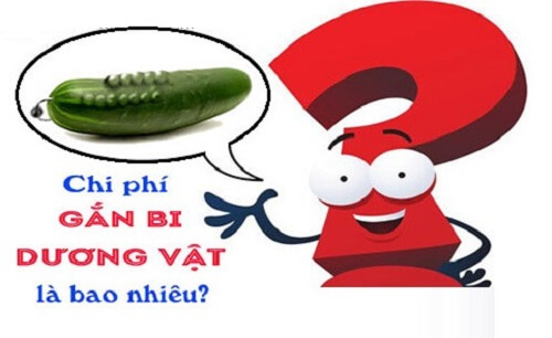 Gắn bi dương vật bao nhiêu tiền?